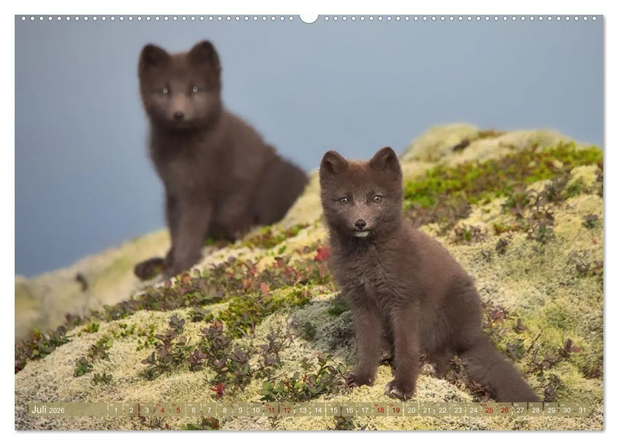 Bild: 9783516658224 | Polarfuchs-Welpen (hochwertiger Premium Wandkalender 2026 DIN A2...