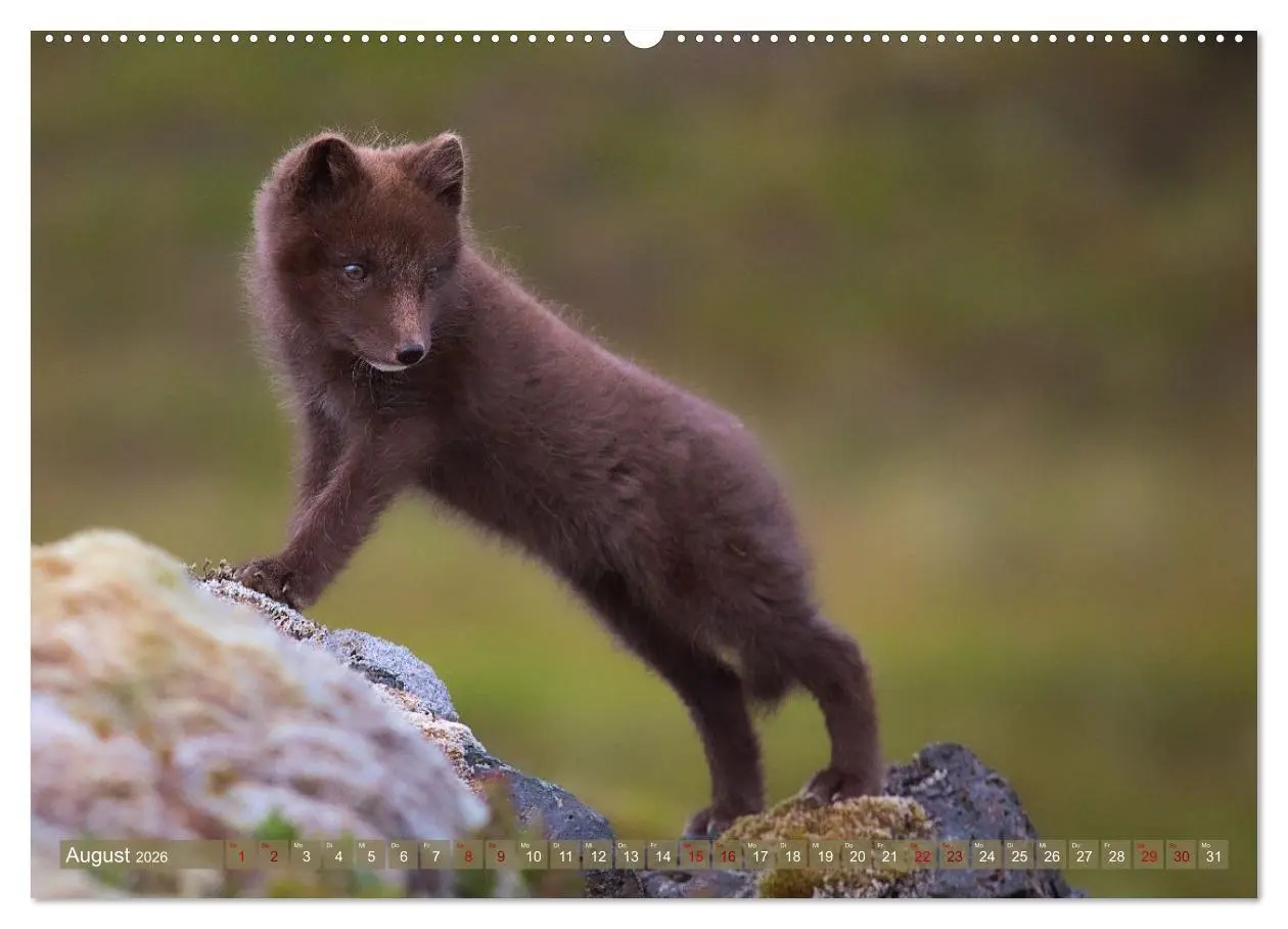 Bild: 9783516658224 | Polarfuchs-Welpen (hochwertiger Premium Wandkalender 2026 DIN A2...