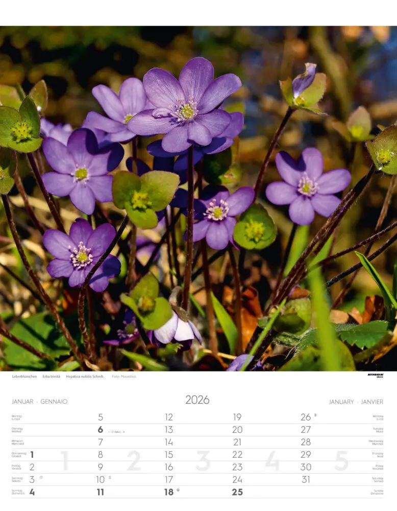Bild: 9788868398224 | Alpenblumen Kalender 2026 | Fiori alpini - Alpine flowers | Verlag