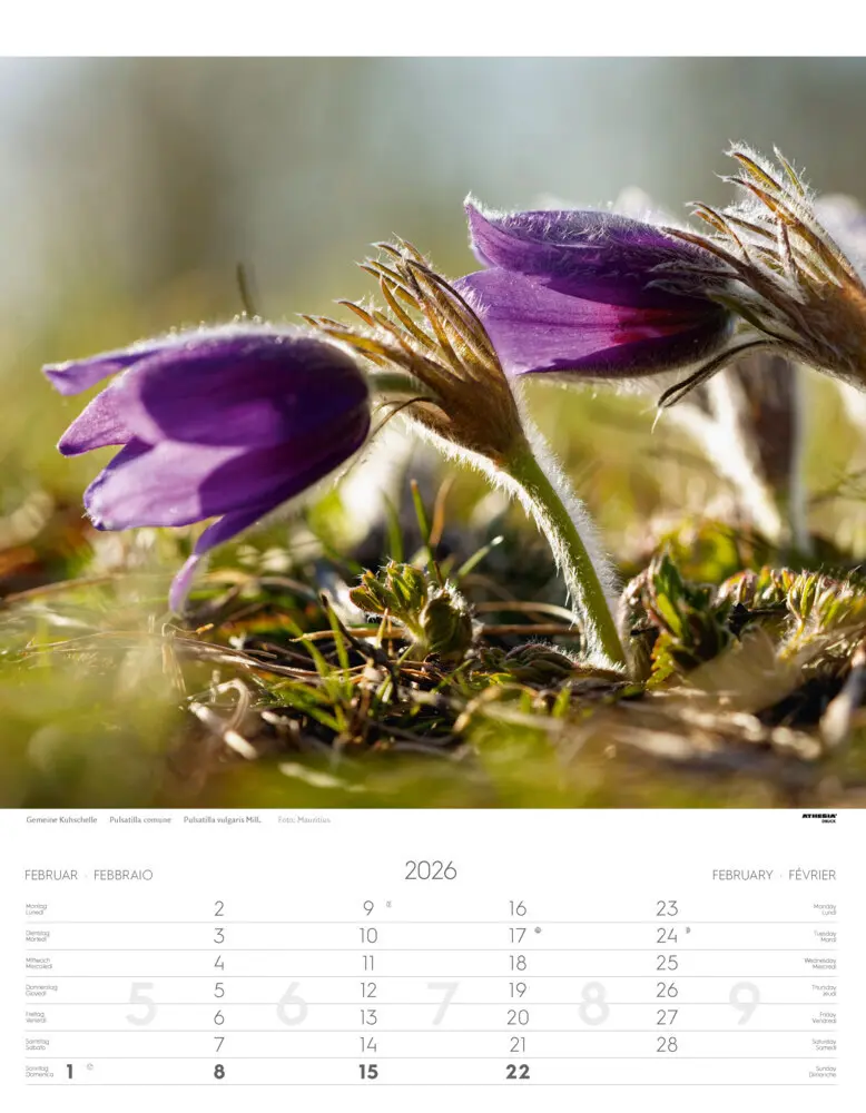 Bild: 9788868398224 | Alpenblumen Kalender 2026 | Fiori alpini - Alpine flowers | Verlag