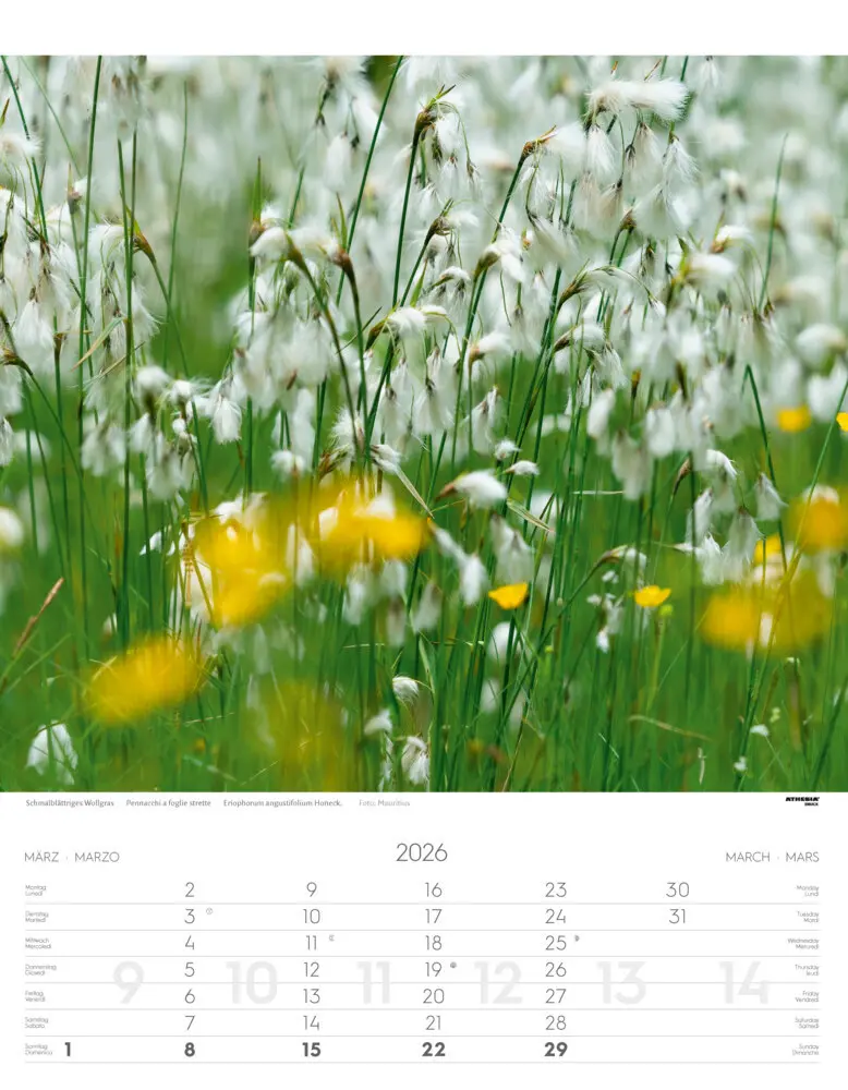 Bild: 9788868398224 | Alpenblumen Kalender 2026 | Fiori alpini - Alpine flowers | Verlag