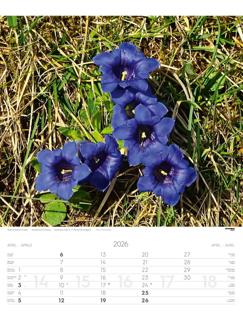 Bild: 9788868398224 | Alpenblumen Kalender 2026 | Fiori alpini - Alpine flowers | Verlag