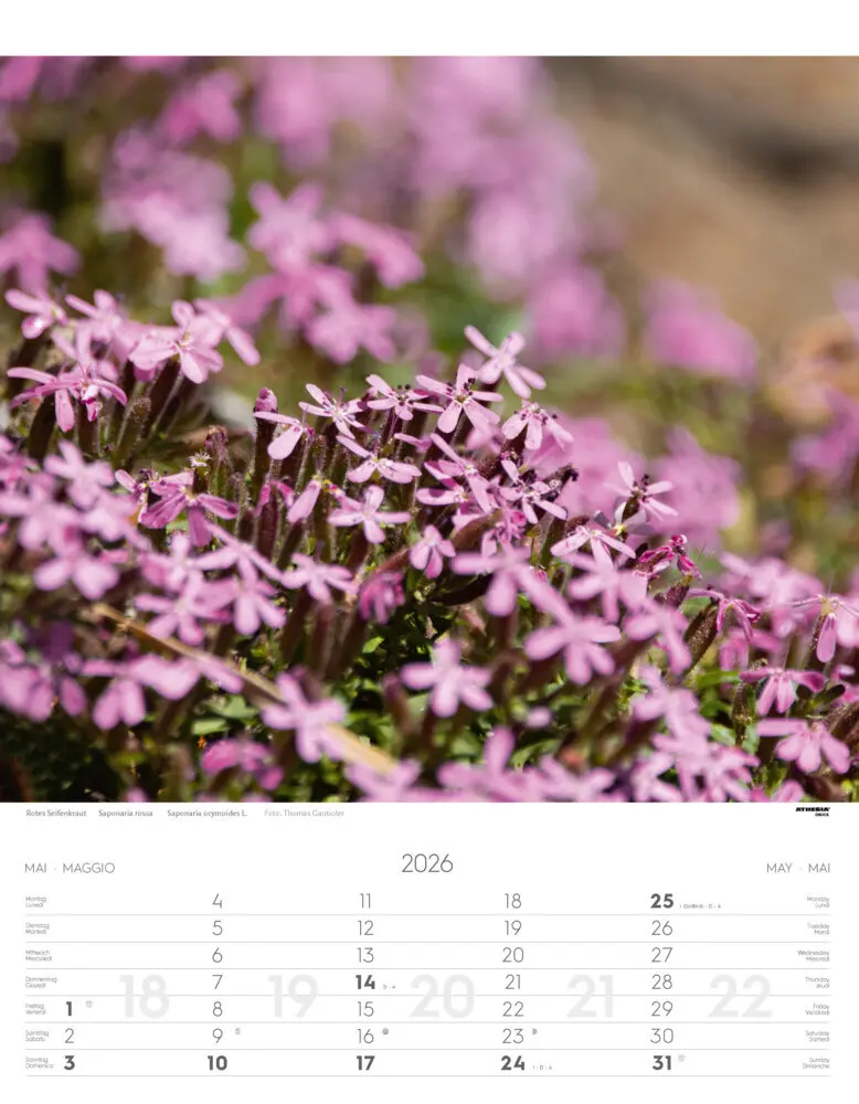 Bild: 9788868398224 | Alpenblumen Kalender 2026 | Fiori alpini - Alpine flowers | Verlag