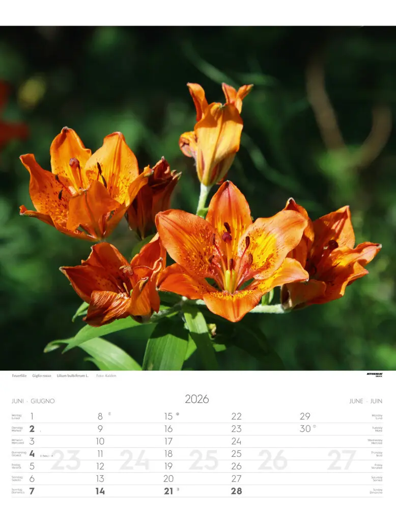 Bild: 9788868398224 | Alpenblumen Kalender 2026 | Fiori alpini - Alpine flowers | Verlag