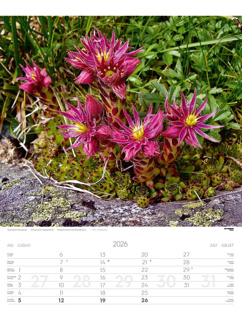 Bild: 9788868398224 | Alpenblumen Kalender 2026 | Fiori alpini - Alpine flowers | Verlag