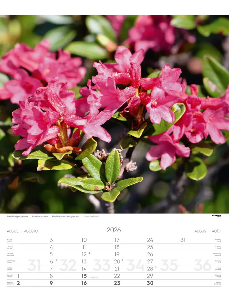 Bild: 9788868398224 | Alpenblumen Kalender 2026 | Fiori alpini - Alpine flowers | Verlag