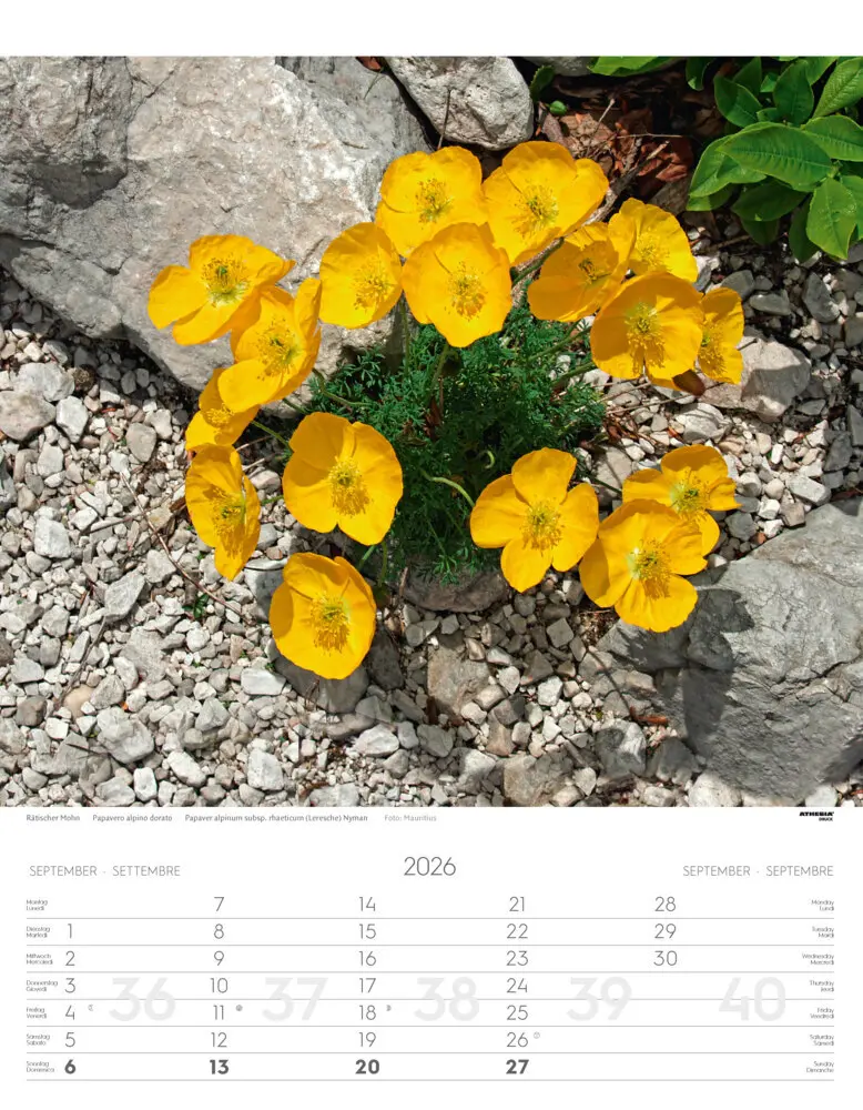 Bild: 9788868398224 | Alpenblumen Kalender 2026 | Fiori alpini - Alpine flowers | Verlag