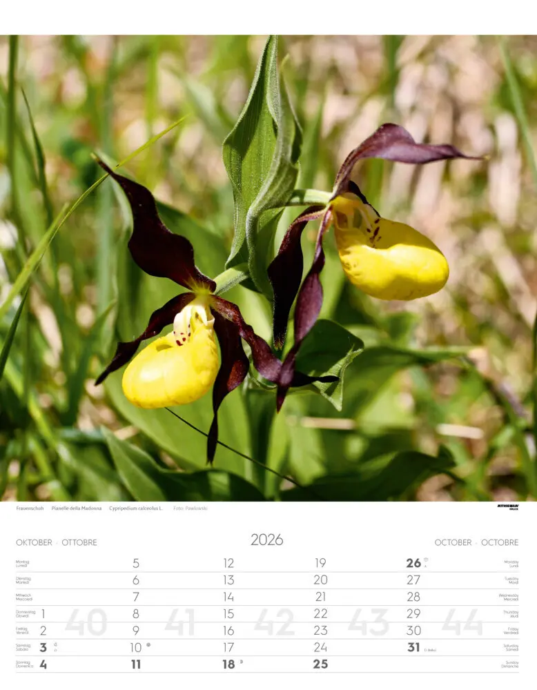 Bild: 9788868398224 | Alpenblumen Kalender 2026 | Fiori alpini - Alpine flowers | Verlag