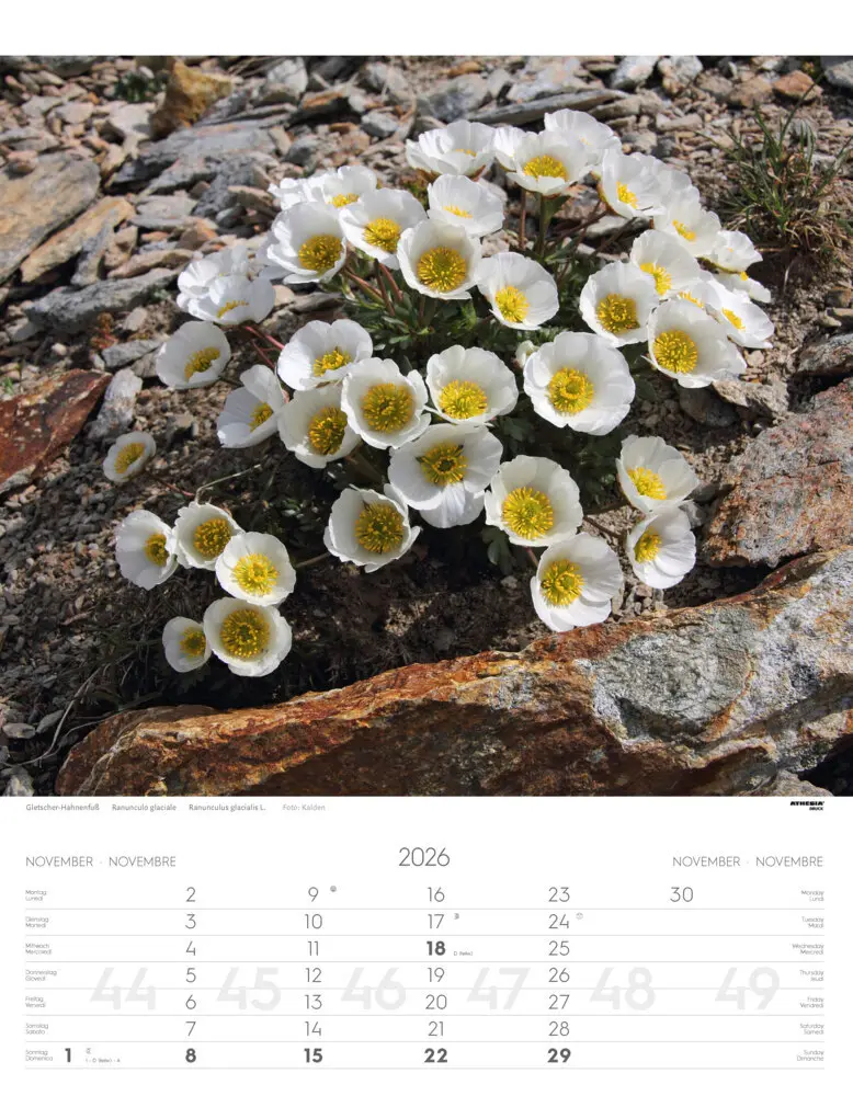 Bild: 9788868398224 | Alpenblumen Kalender 2026 | Fiori alpini - Alpine flowers | Verlag