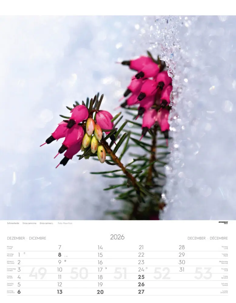 Bild: 9788868398224 | Alpenblumen Kalender 2026 | Fiori alpini - Alpine flowers | Verlag