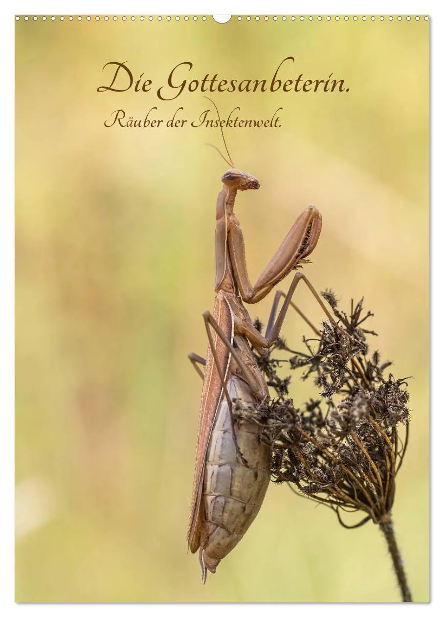 Cover: 9783516408324 | Die Gottesanbeterin. Räuber der Insektenwelt. (Wandkalender 2026...