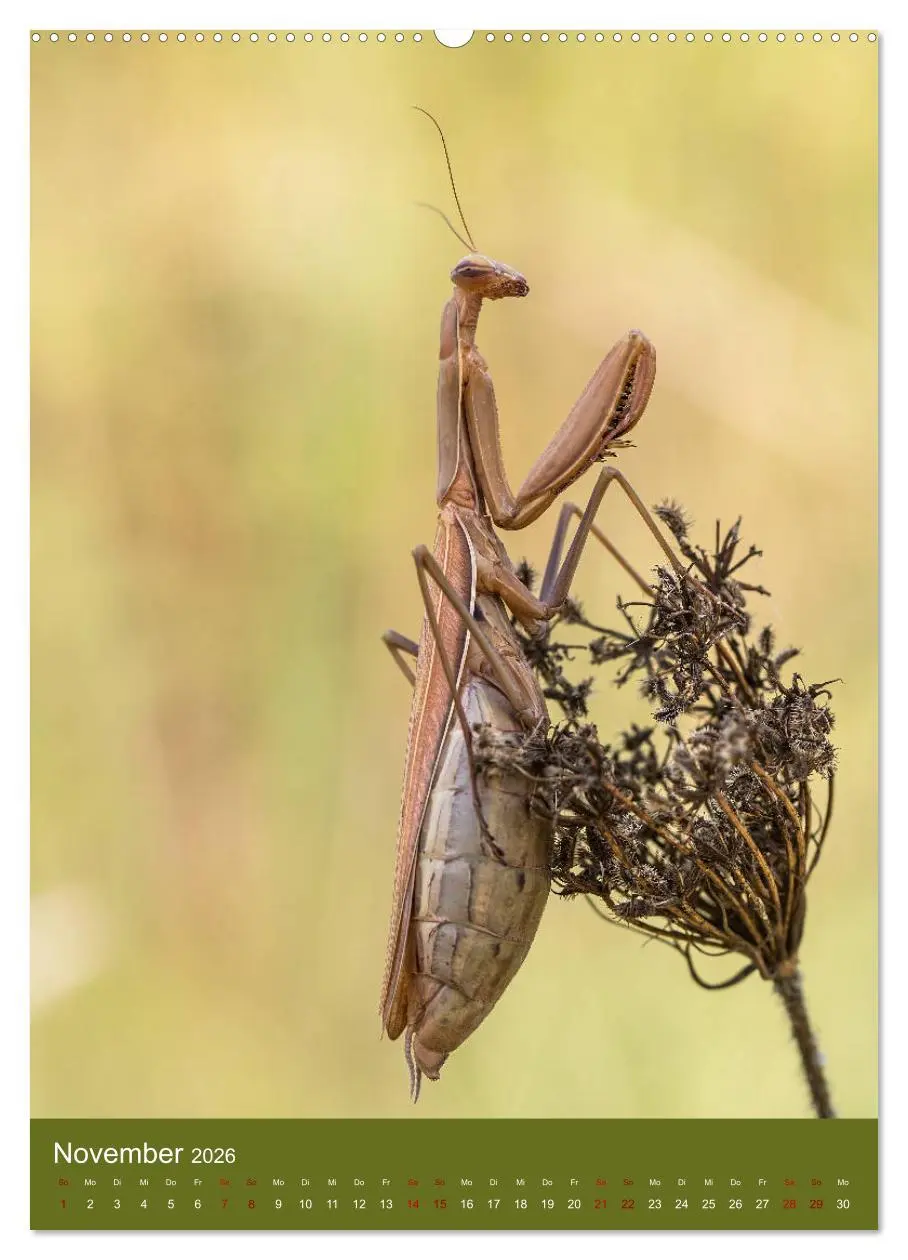 Bild: 9783516408324 | Die Gottesanbeterin. Räuber der Insektenwelt. (Wandkalender 2026...