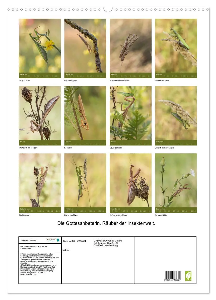 Bild: 9783516408324 | Die Gottesanbeterin. Räuber der Insektenwelt. (Wandkalender 2026...