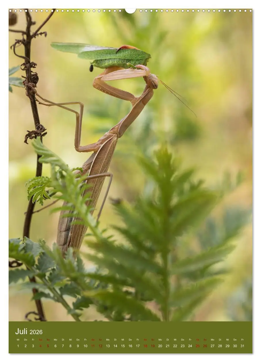 Bild: 9783516408324 | Die Gottesanbeterin. Räuber der Insektenwelt. (Wandkalender 2026...