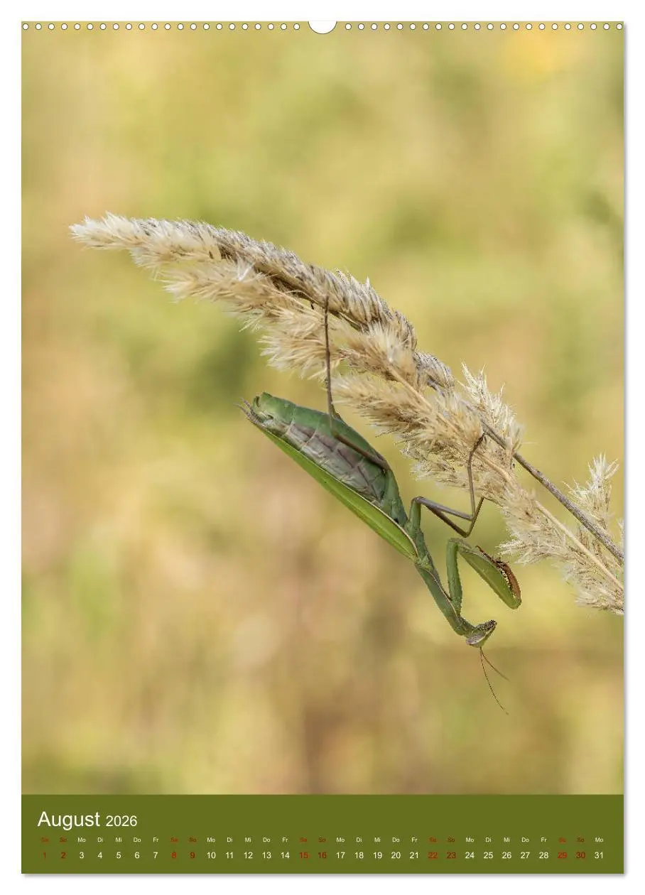 Bild: 9783516408324 | Die Gottesanbeterin. Räuber der Insektenwelt. (Wandkalender 2026...