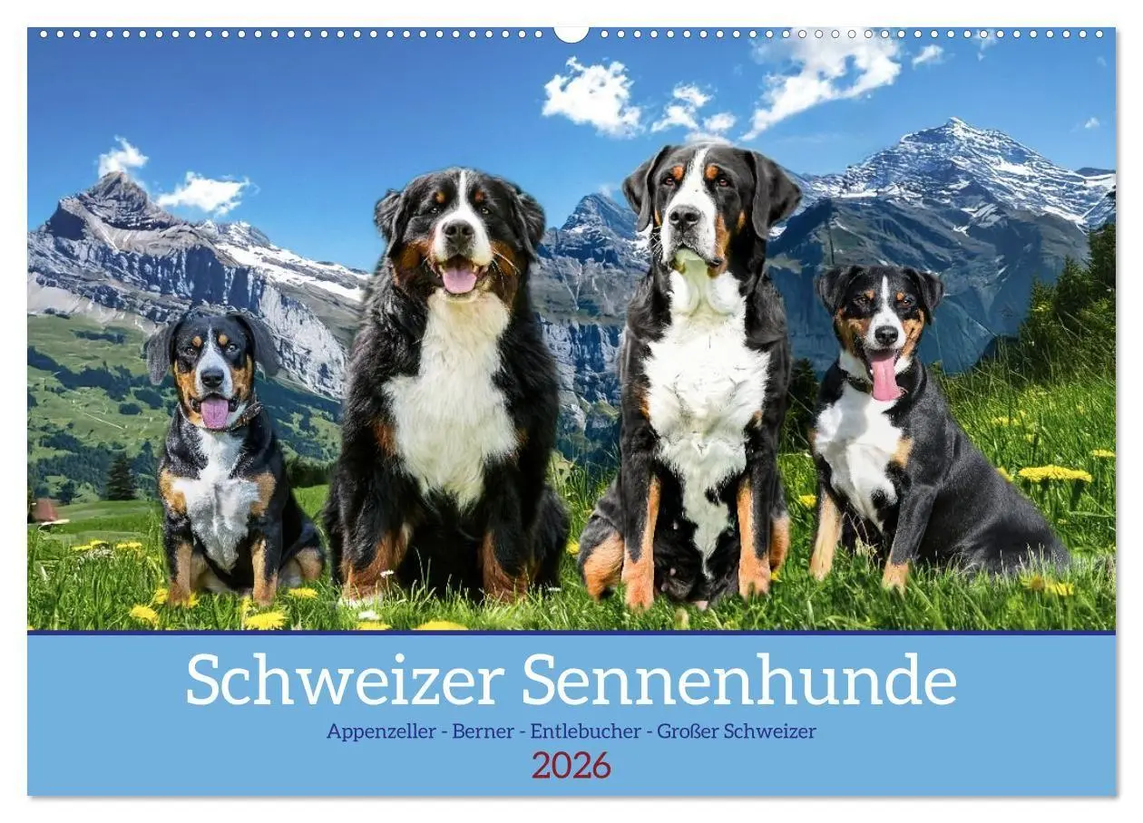 Cover: 9783516718324 | Schweizer Sennenhunde - Appenzeller - Berner - Entlebucher - Große...