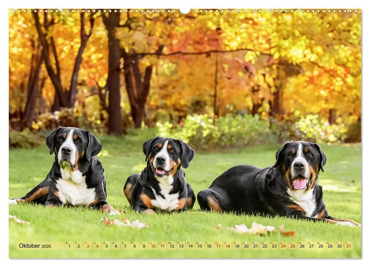 Bild: 9783516718324 | Schweizer Sennenhunde - Appenzeller - Berner - Entlebucher - Große...