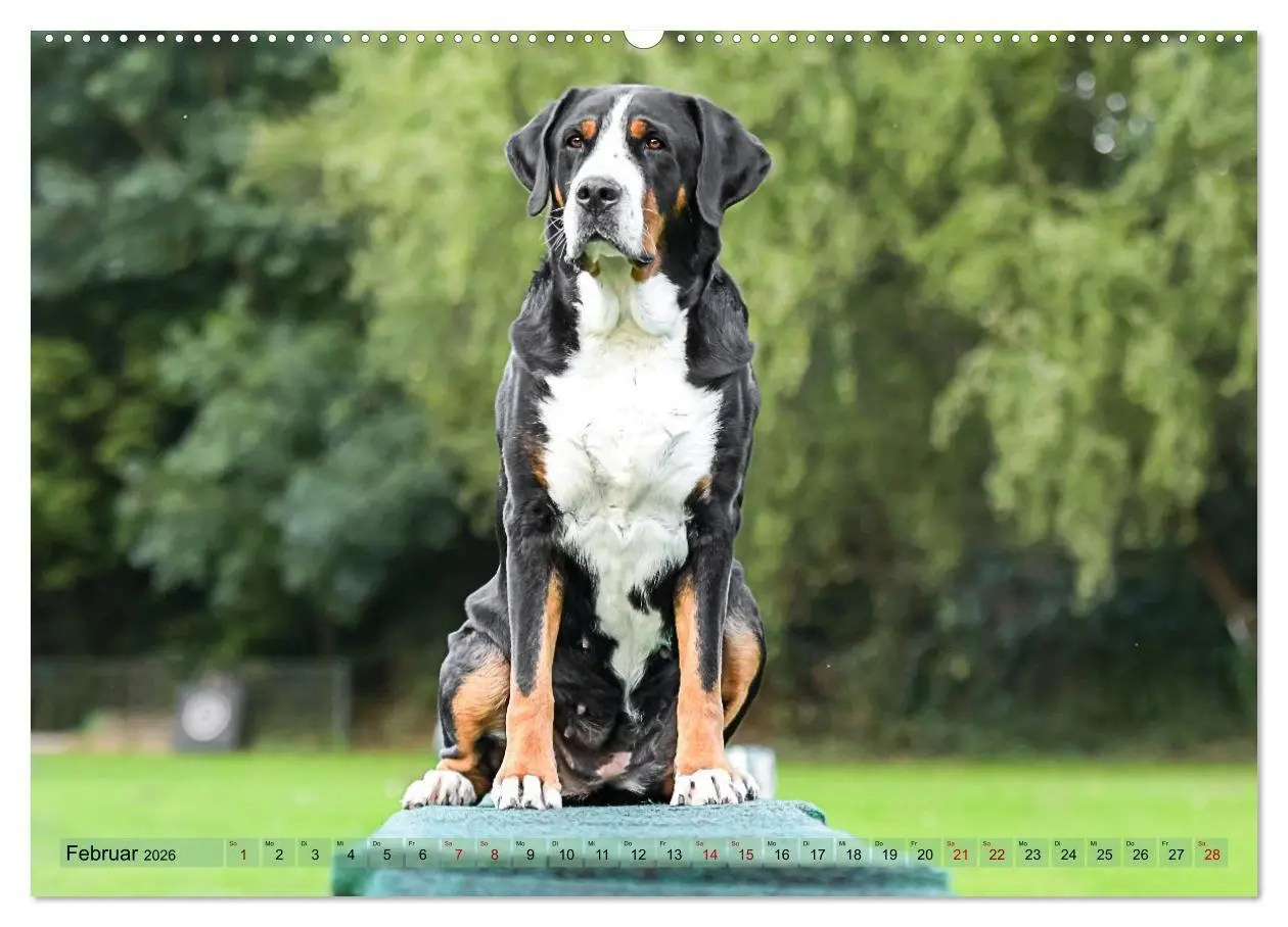 Bild: 9783516718324 | Schweizer Sennenhunde - Appenzeller - Berner - Entlebucher - Große...