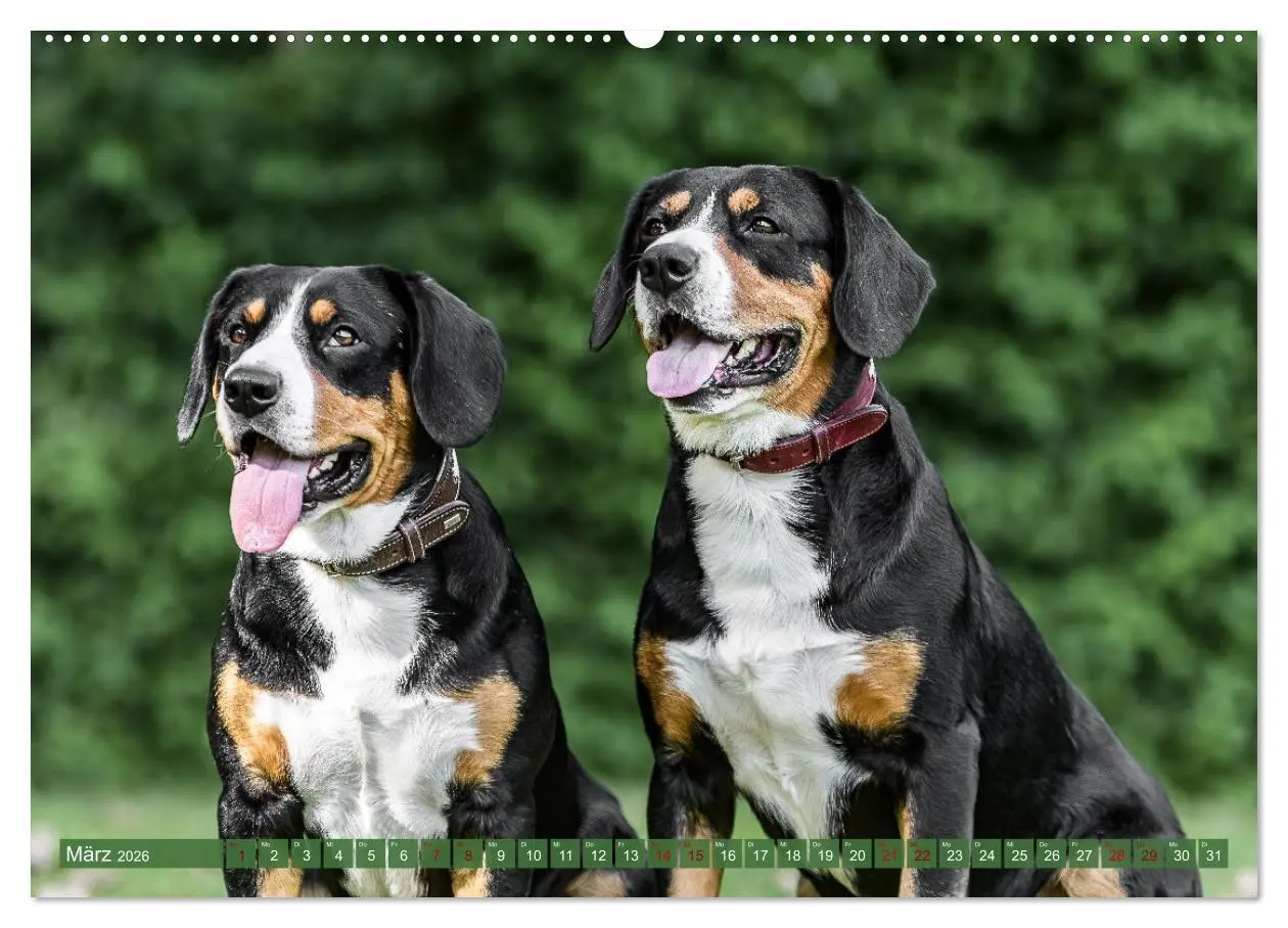 Bild: 9783516718324 | Schweizer Sennenhunde - Appenzeller - Berner - Entlebucher - Große...