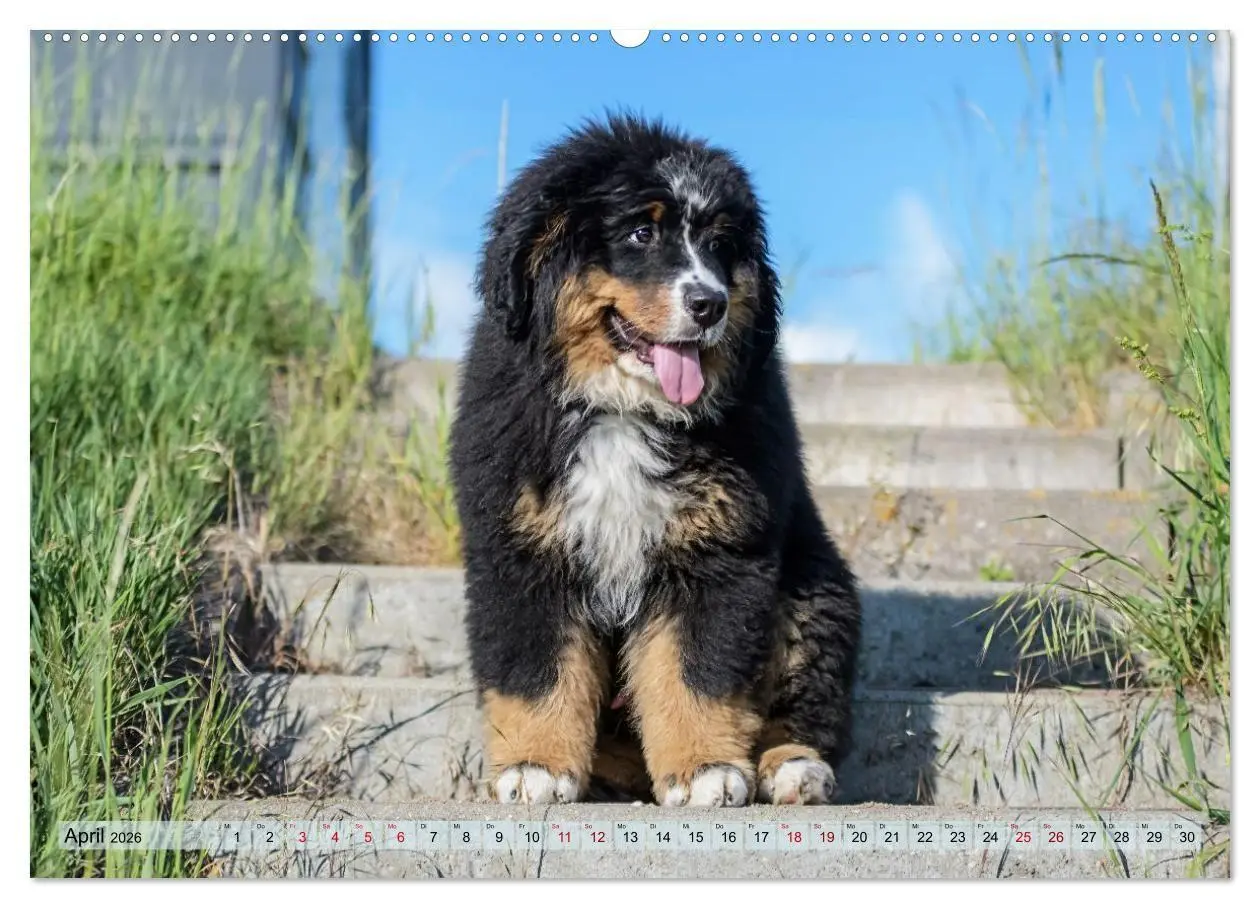 Bild: 9783516718324 | Schweizer Sennenhunde - Appenzeller - Berner - Entlebucher - Große...