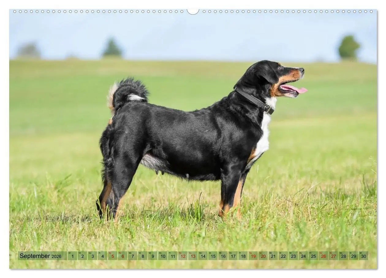 Bild: 9783516718324 | Schweizer Sennenhunde - Appenzeller - Berner - Entlebucher - Große...
