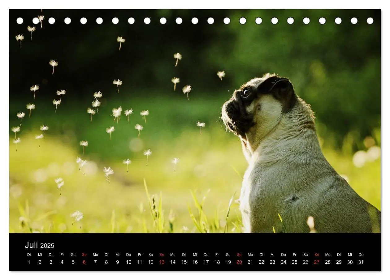 Bild: 9783435768424 | Der MOPS-Kalender (Tischkalender 2025 DIN A5 quer), CALVENDO...