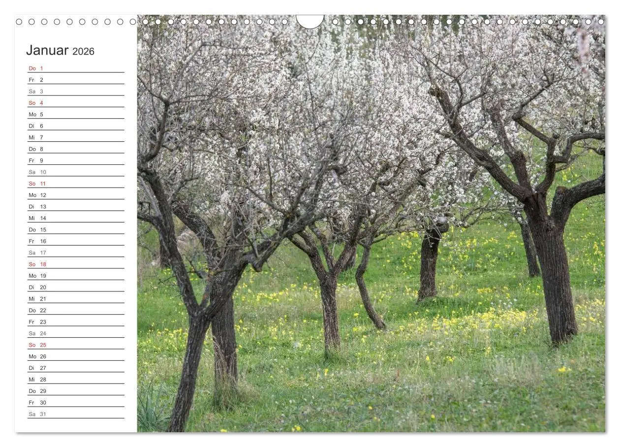 Bild: 9783516008524 | Emotionale Momente: Mandeln (Wandkalender 2026 DIN A3 quer),...