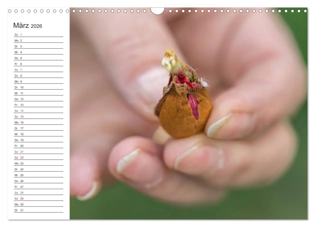 Bild: 9783516008524 | Emotionale Momente: Mandeln (Wandkalender 2026 DIN A3 quer),...
