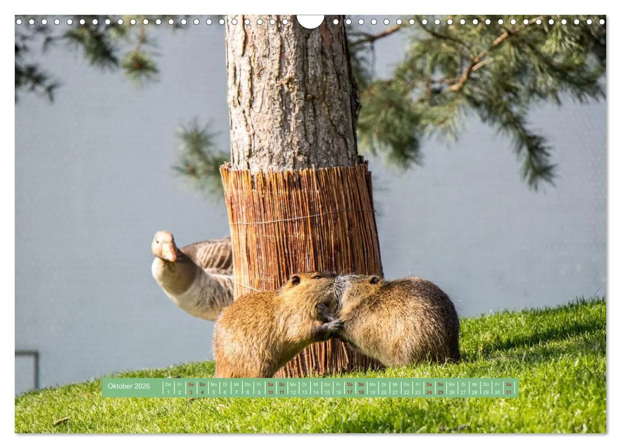 Bild: 9783457298824 | Wolfsburg - einfach tierisch (Wandkalender 2026 DIN A3 quer),...