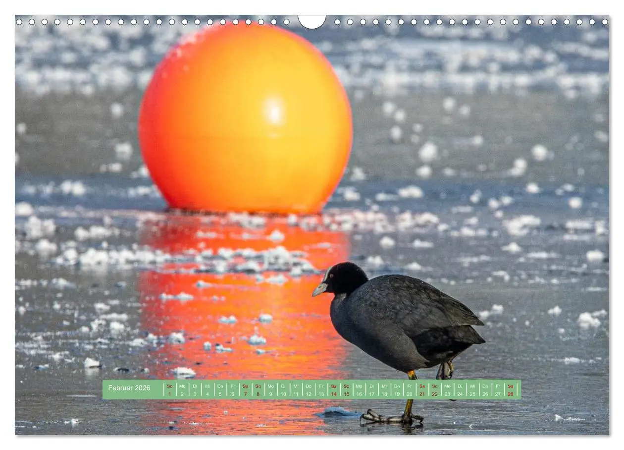Bild: 9783457298824 | Wolfsburg - einfach tierisch (Wandkalender 2026 DIN A3 quer),...