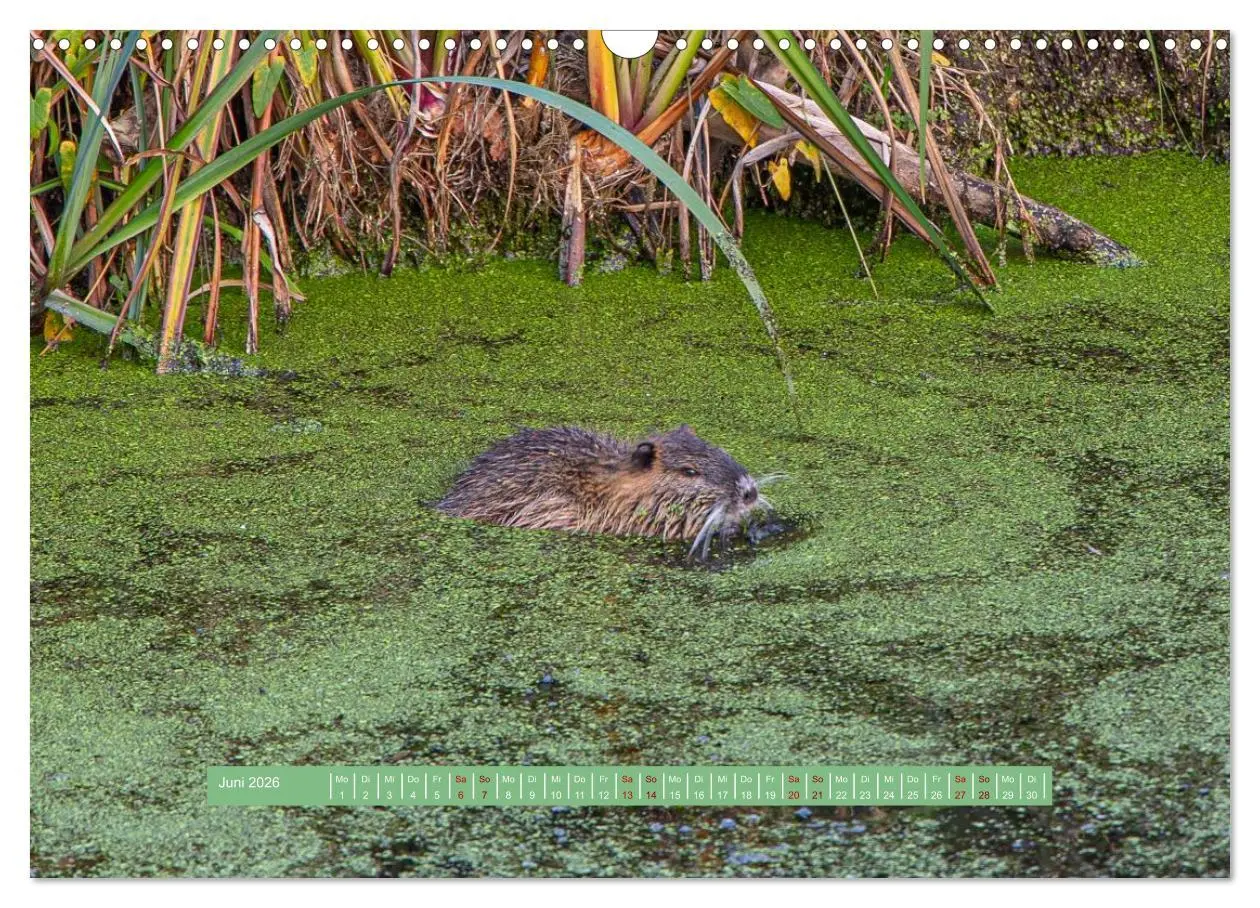 Bild: 9783457298824 | Wolfsburg - einfach tierisch (Wandkalender 2026 DIN A3 quer),...