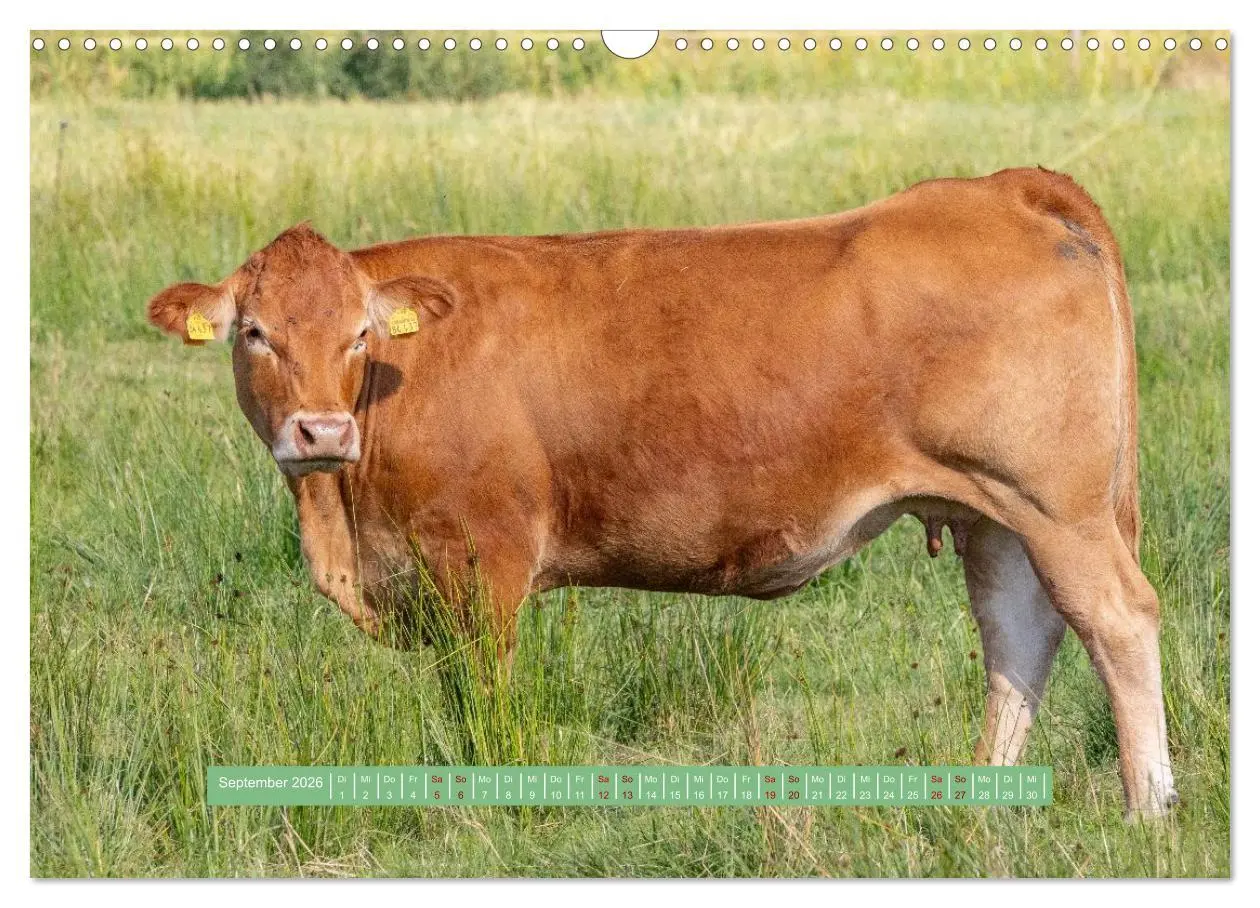 Bild: 9783457298824 | Wolfsburg - einfach tierisch (Wandkalender 2026 DIN A3 quer),...