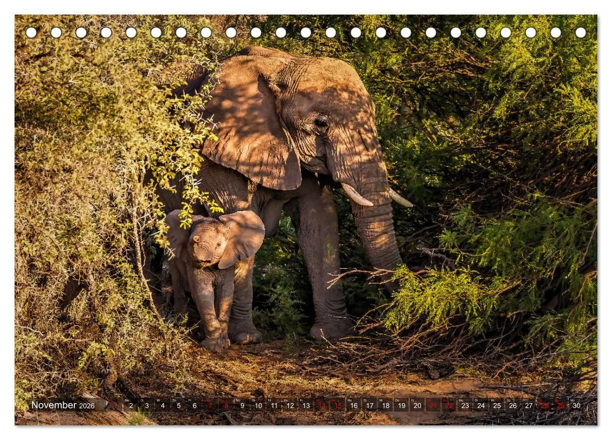 Bild: 9783516698824 | Namibias faszinierende Tierwelt (Tischkalender 2026 DIN A5 quer),...