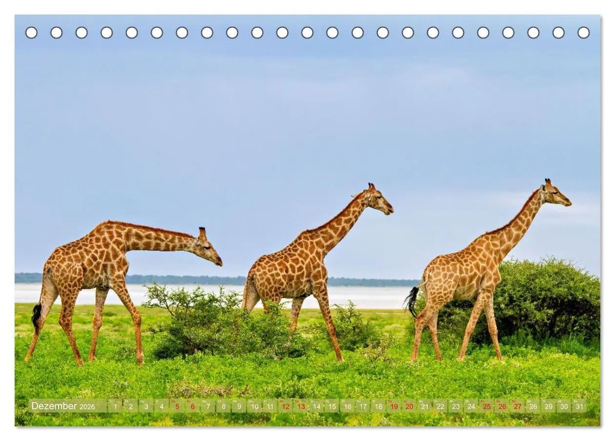 Bild: 9783516698824 | Namibias faszinierende Tierwelt (Tischkalender 2026 DIN A5 quer),...