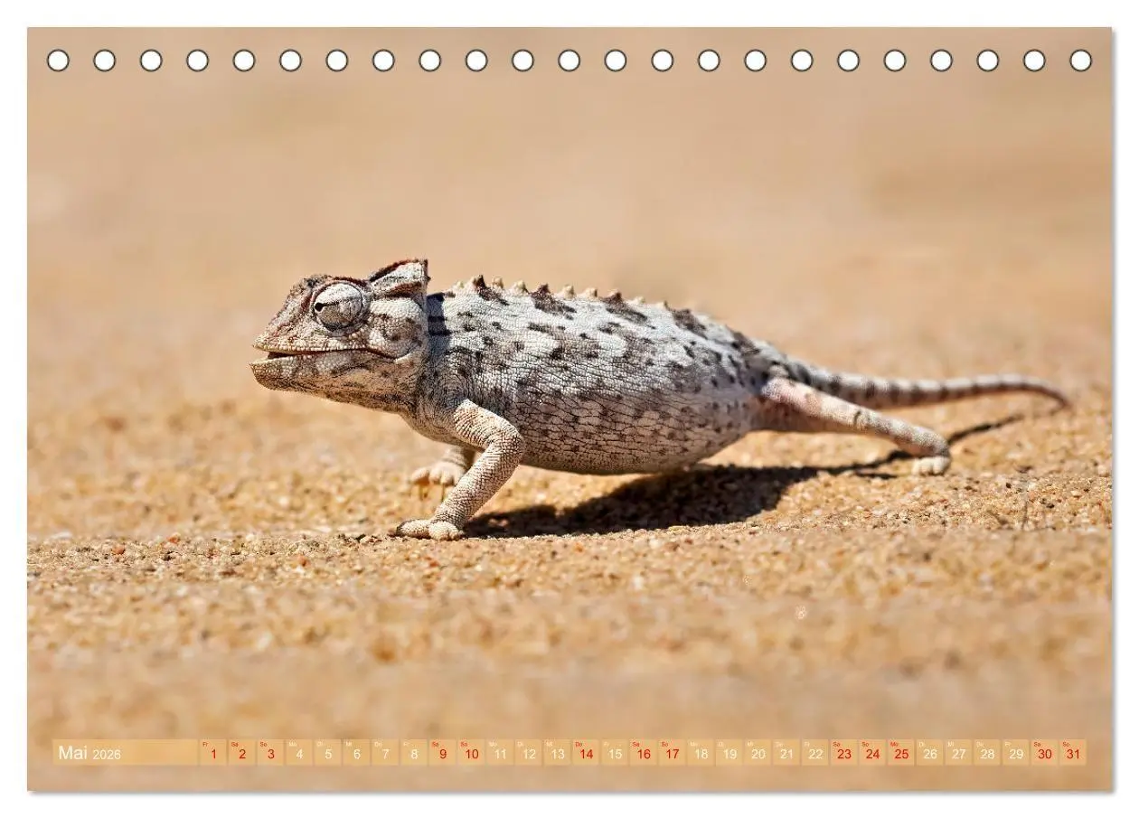 Bild: 9783516698824 | Namibias faszinierende Tierwelt (Tischkalender 2026 DIN A5 quer),...