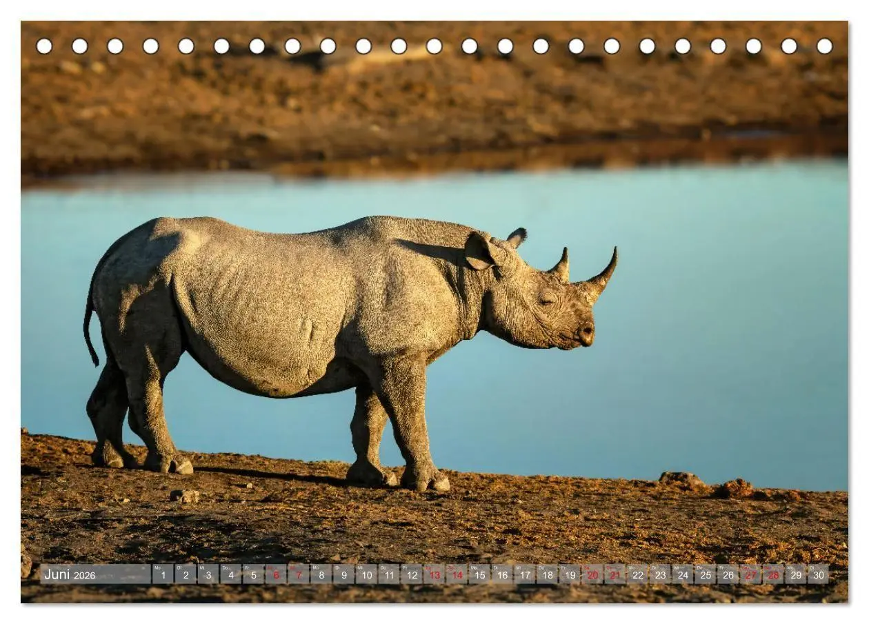Bild: 9783516698824 | Namibias faszinierende Tierwelt (Tischkalender 2026 DIN A5 quer),...
