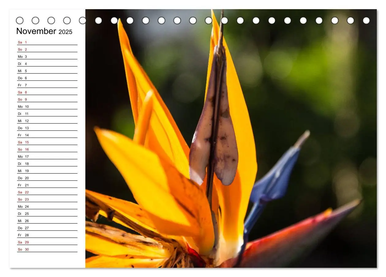 Bild: 9783435389124 | Strelitzien - die Paradiesvögel unter den Blumen (Tischkalender...