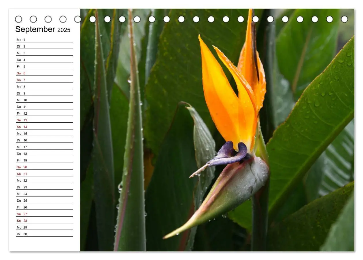 Bild: 9783435389124 | Strelitzien - die Paradiesvögel unter den Blumen (Tischkalender...