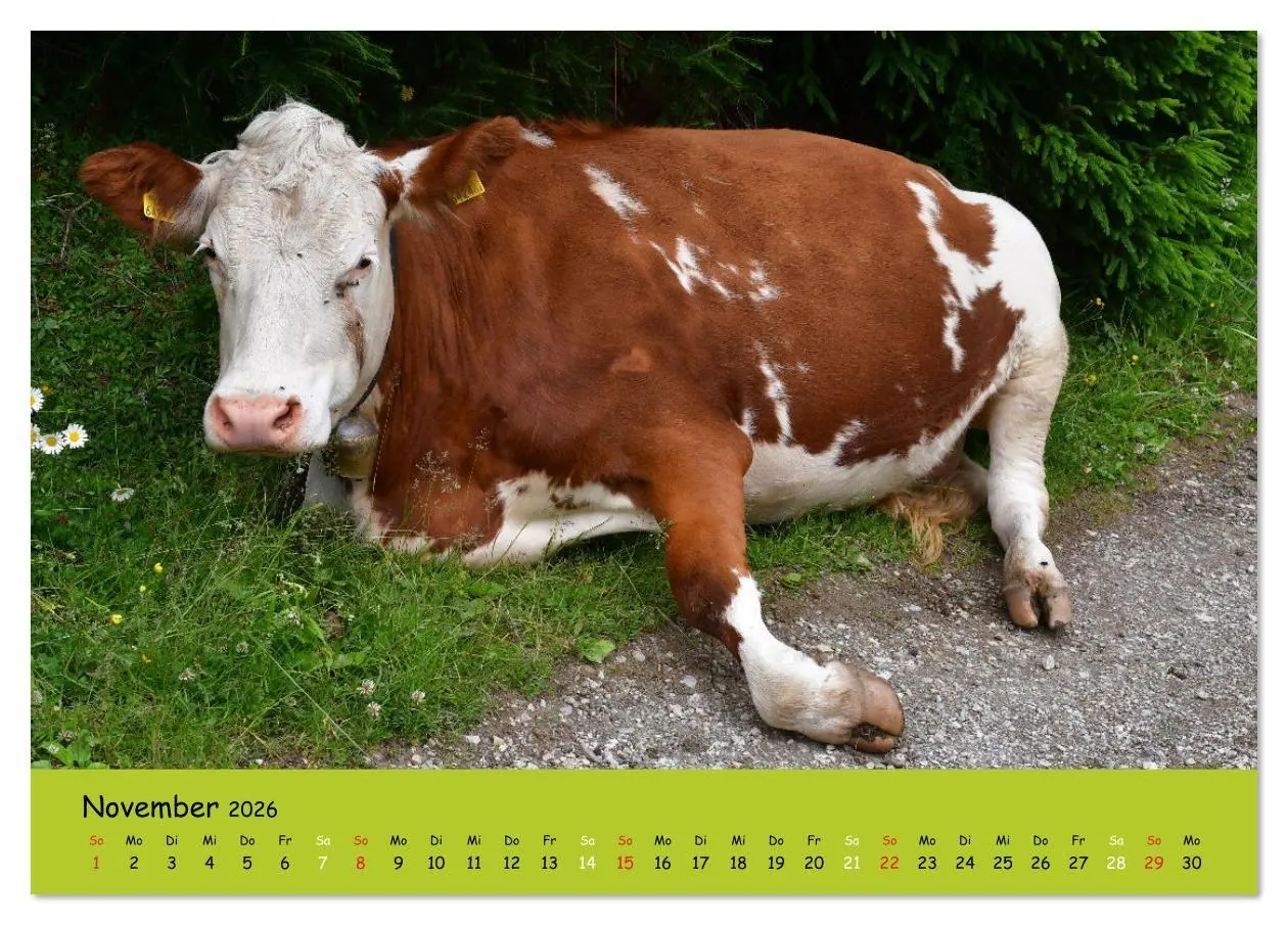 Bild: 9783516629224 | Kühe - Schönheiten der Alpen (Tischkalender 2026 DIN A5 quer),...