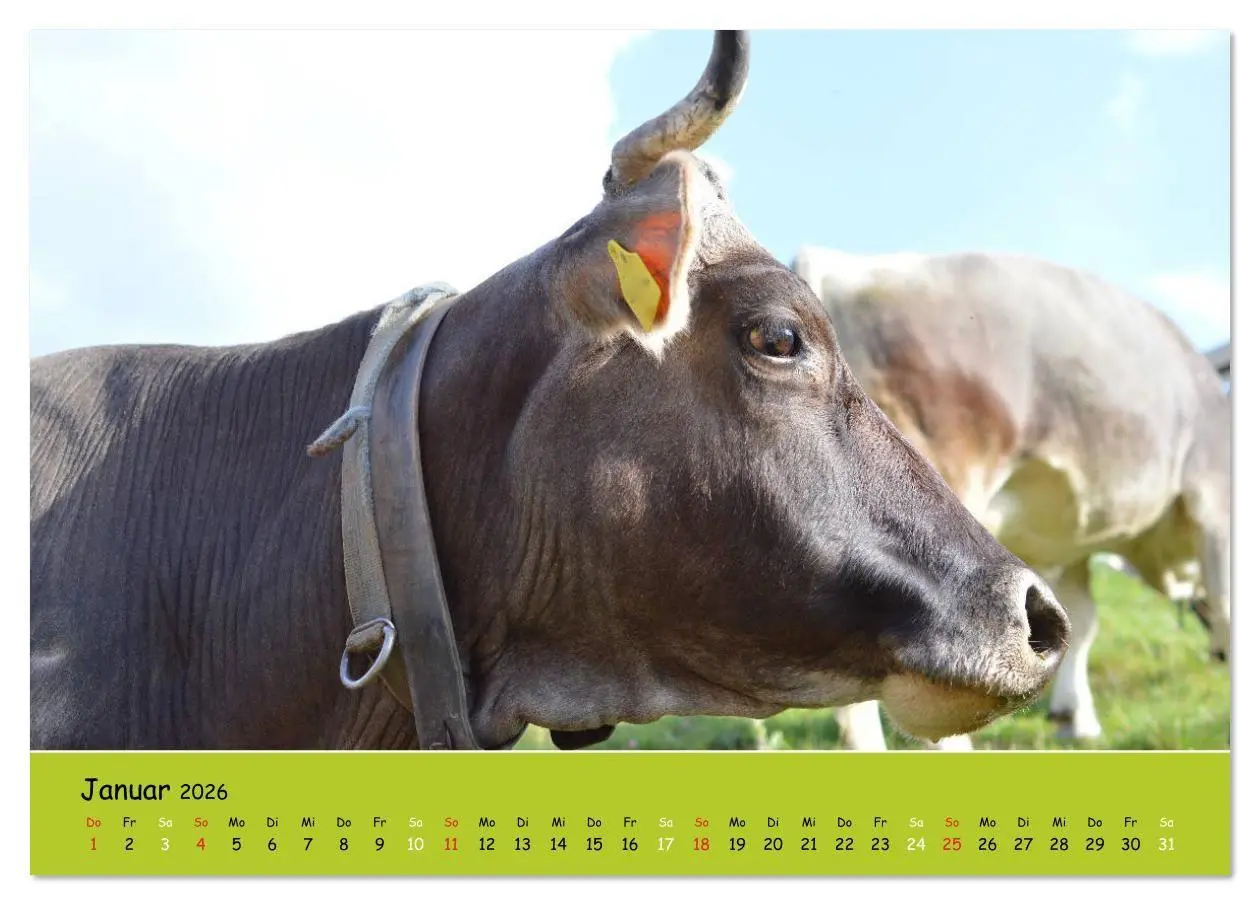 Bild: 9783516629224 | Kühe - Schönheiten der Alpen (Tischkalender 2026 DIN A5 quer),...