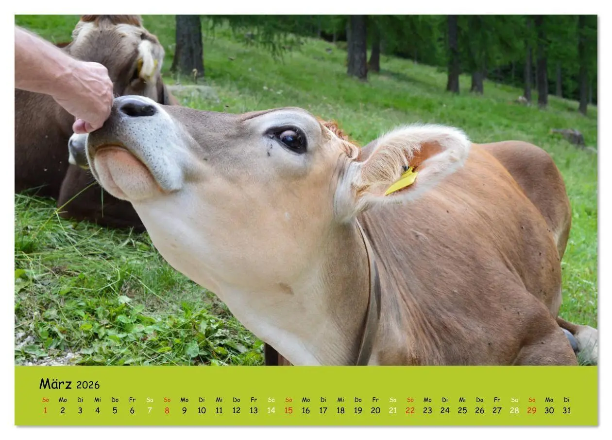 Bild: 9783516629224 | Kühe - Schönheiten der Alpen (Tischkalender 2026 DIN A5 quer),...