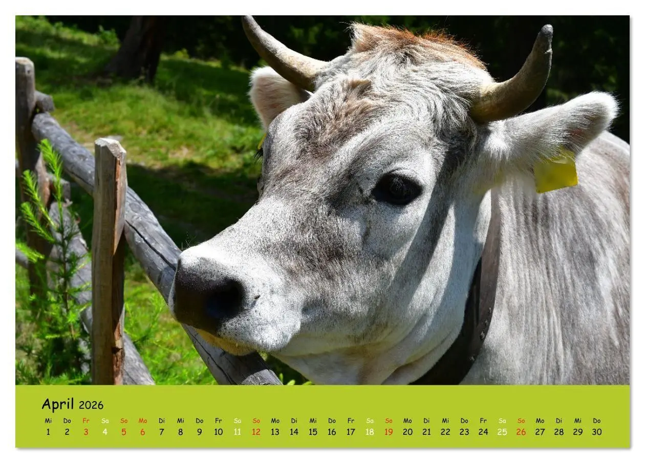 Bild: 9783516629224 | Kühe - Schönheiten der Alpen (Tischkalender 2026 DIN A5 quer),...