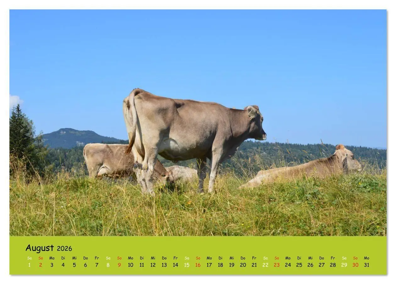 Bild: 9783516629224 | Kühe - Schönheiten der Alpen (Tischkalender 2026 DIN A5 quer),...