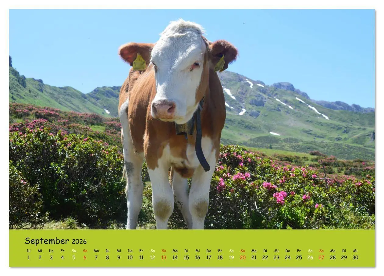 Bild: 9783516629224 | Kühe - Schönheiten der Alpen (Tischkalender 2026 DIN A5 quer),...