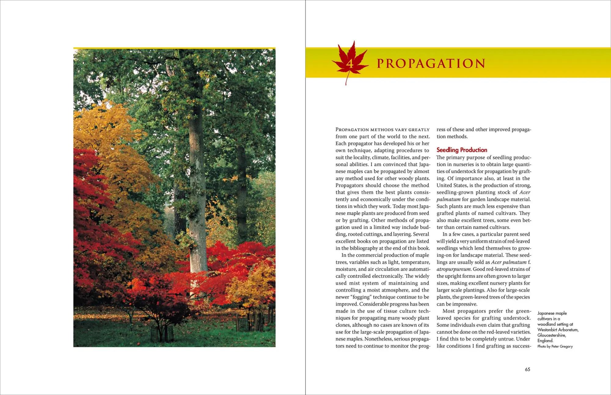 Bild: 9780881929324 | Japanese Maples | The Complete Guide to Selection and Cultivation