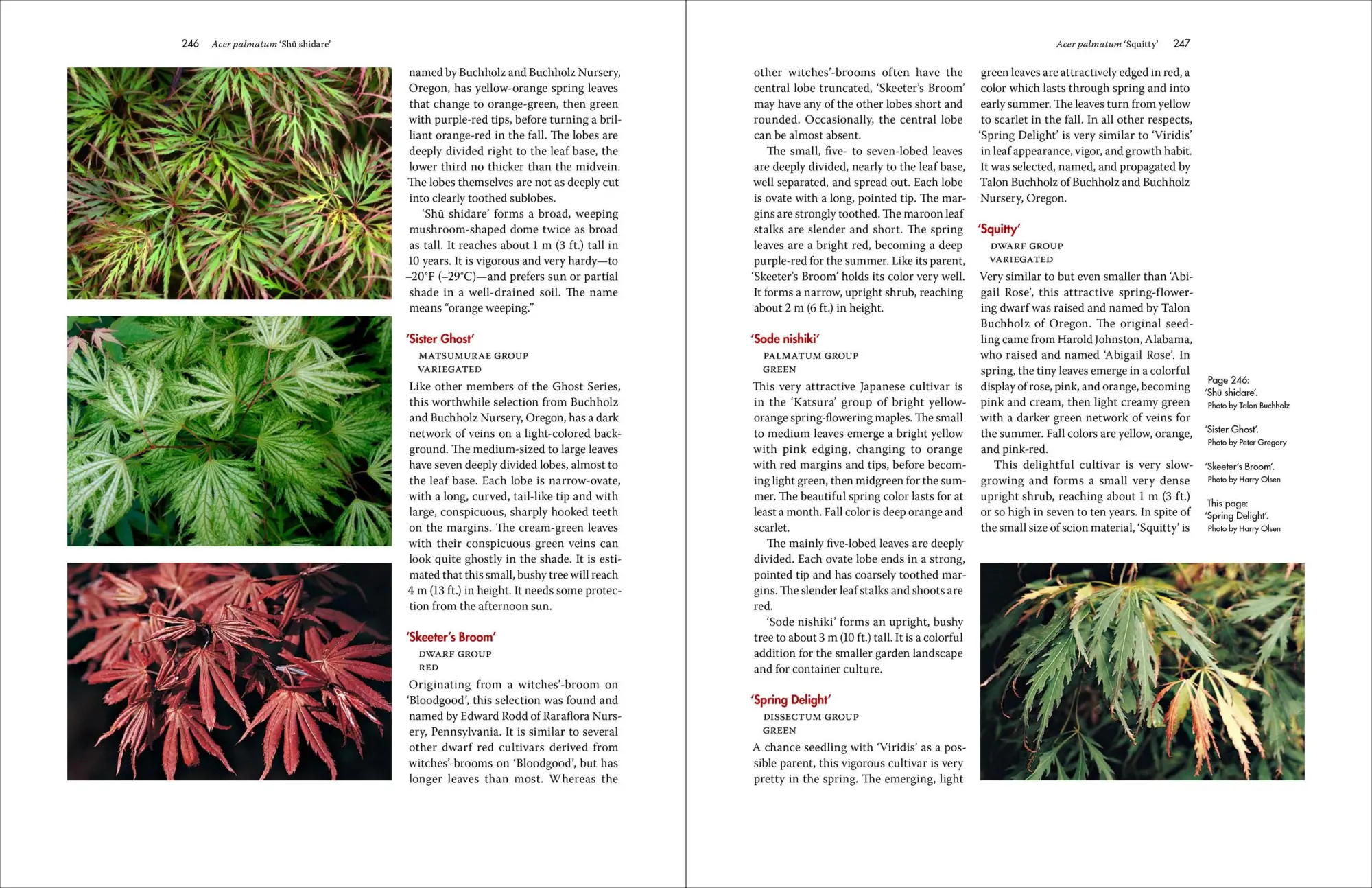 Bild: 9780881929324 | Japanese Maples | The Complete Guide to Selection and Cultivation