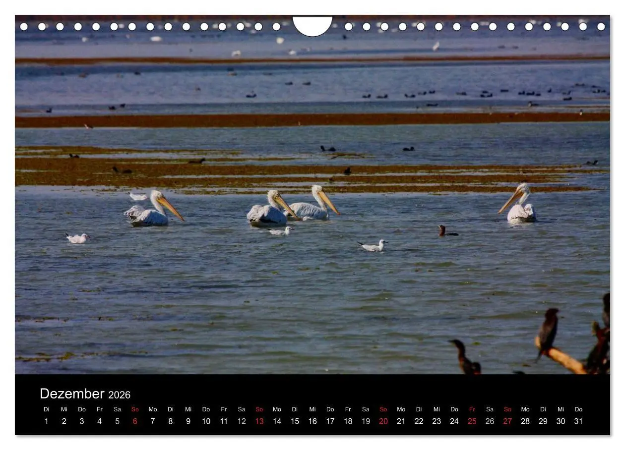 Bild: 9783516169324 | Donaudelta (Wandkalender 2026 DIN A4 quer), CALVENDO Monatskalender