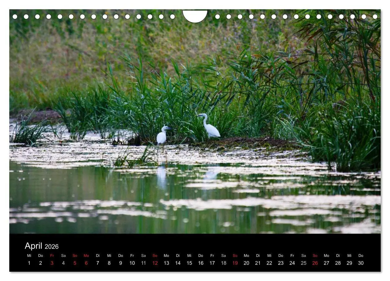 Bild: 9783516169324 | Donaudelta (Wandkalender 2026 DIN A4 quer), CALVENDO Monatskalender