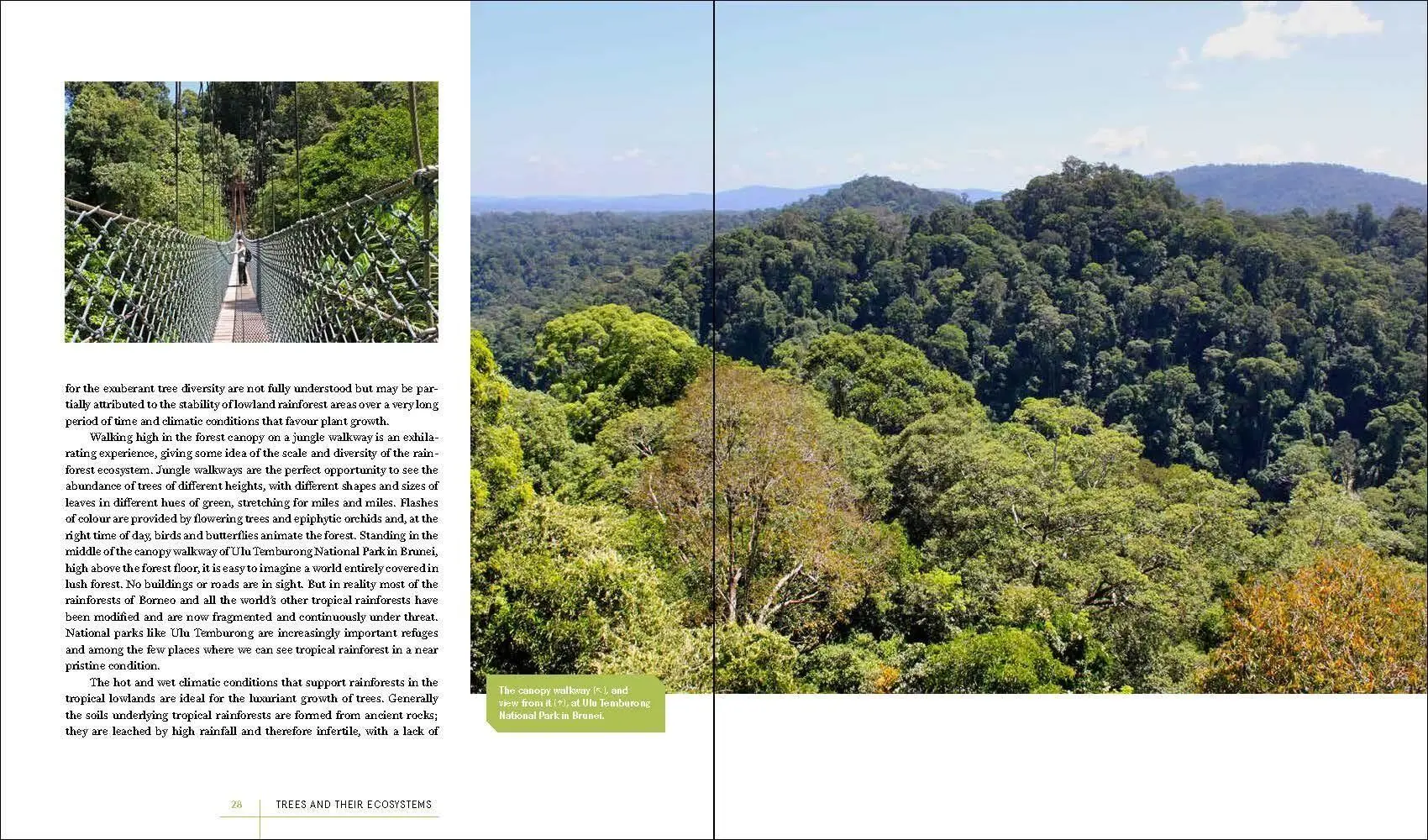 Bild: 9781604699524 | Rare Trees | Sara Oldfield (u. a.) | Buch | Gebunden | Englisch | 2023