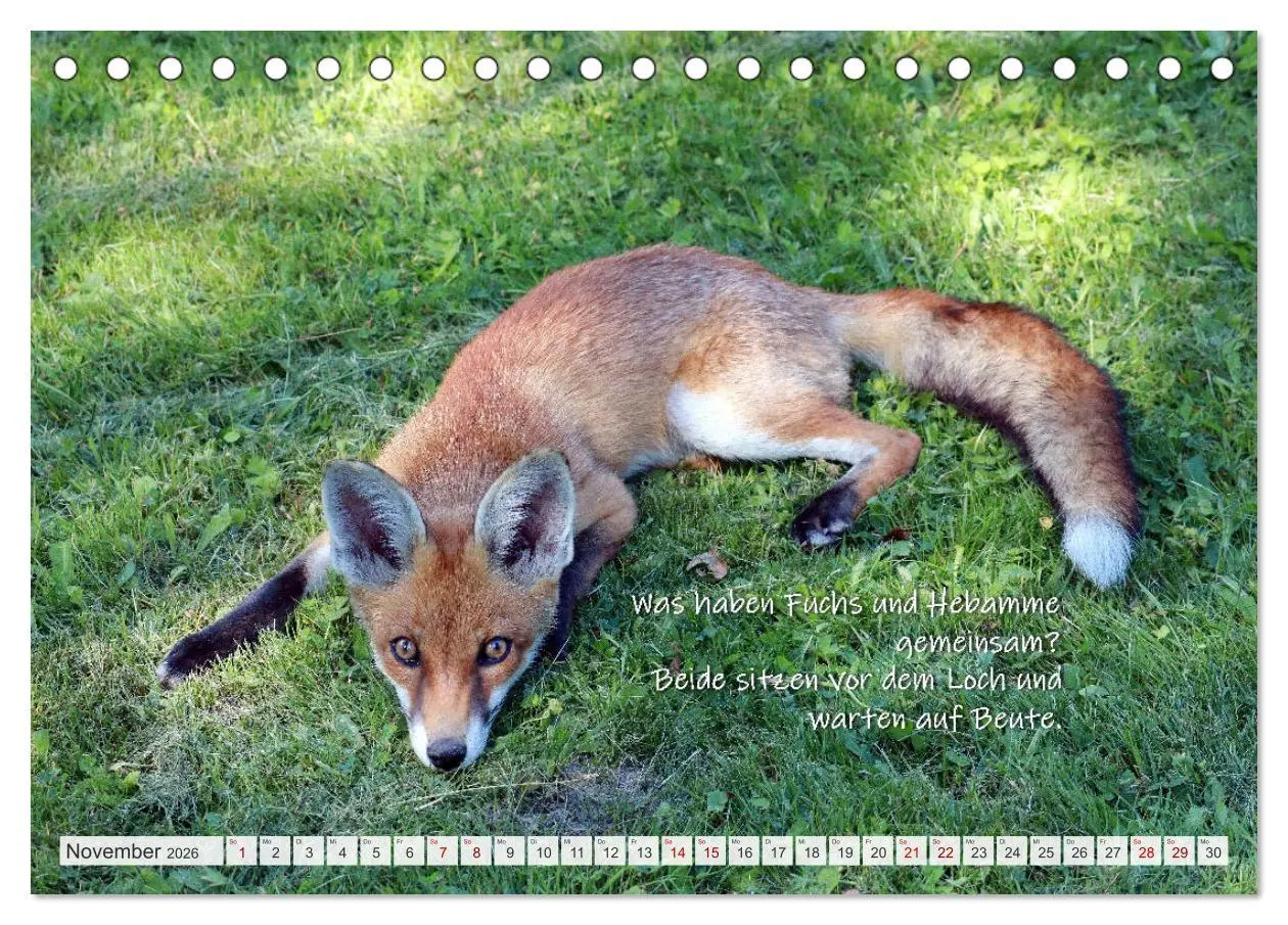 Bild: 9783457679524 | Freche Füchse - lustige Sprüche (Tischkalender 2026 DIN A5 quer),...